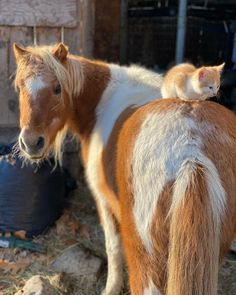 a small cat sitting on the back of a horse