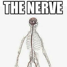 an image of the nervous system