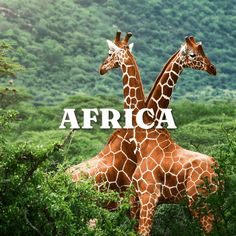 two giraffes standing next to each other with the words africa over them