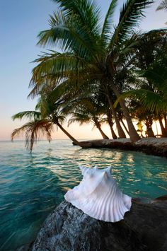 a shell is sitting on top of a rock in the water near some palm trees