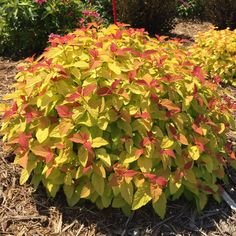 a bush with yellow and red leaves is in the middle of some mulchy grass