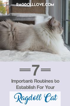 a cat laying on top of a bed with the words 7 important routinies to establishment for your ragdol cat