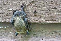 an animal that is hanging upside down on the side of a building with it's back legs up