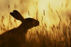 a rabbit is silhouetted against the setting sun in a grassy field with tall grass