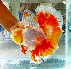 a goldfish in an aquarium being held by a person's hand with water splashing on it