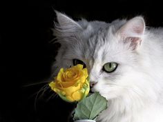 a white cat with green eyes smelling a yellow rose on a black background and looking at the camera