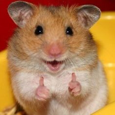 a brown and white hamster sitting on top of a yellow chair with its paws in the air