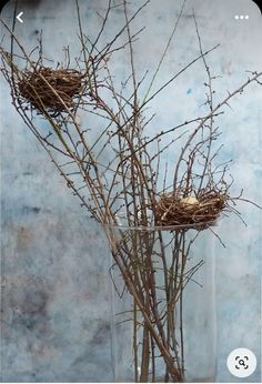 three birds nests in a clear vase with twigs