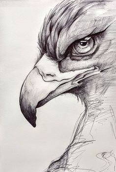 a pencil drawing of an eagle's head