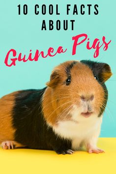 a guinea pig sitting on top of a table with the words 10 cool fact about guinea pigs