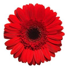 a large red flower on a white background