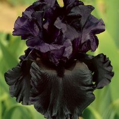 a close up of a black flower with green leaves in the background