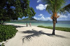 a palm tree sitting on top of a sandy beach next to the ocean with a mountain in the background