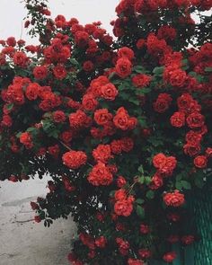 red roses are growing on the side of a green planter in front of a white wall