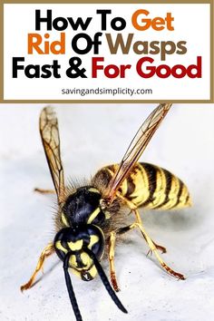 how to get rid of wasps fast and for good