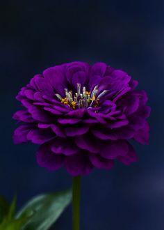 a purple flower with green leaves in front of a dark blue background that is slightly blurry