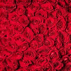 100 Red Roses Bouquets, Romantic Bouquets, 100 Red Roses, Romantic Bouquet, Beautiful Blooms, Ancient Times, Red Rose, Red Roses, Flower Arrangements