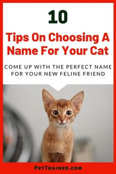 an orange cat with the title'10 tips on choosing a name for your cat '