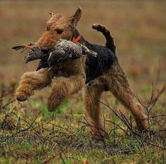 Companion Dog, Airedale Terrier, Bully Breeds