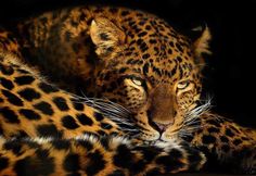 a close up of a leopard laying on the ground with it's eyes open