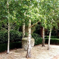 some very pretty trees in front of some bushes