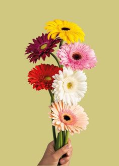 a hand holding a bunch of flowers on top of a green background with white and yellow daisies