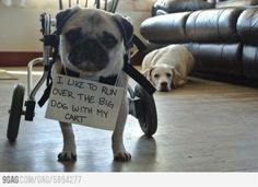 a dog in a wheel chair with a sign on it that says i have no regets