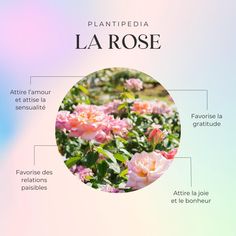 the parts of a plant in french with pictures and description for each part on it