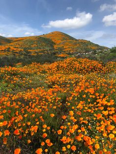 a field full of orange flowers under a blue sky