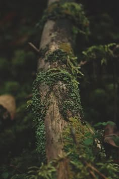 moss growing on a tree trunk in the woods