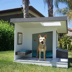 a dog is standing in the small house