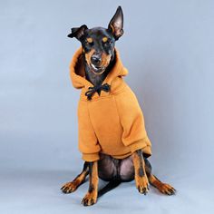 a black and brown dog wearing a yellow hoodie