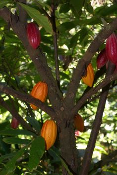 the fruit is growing on the tree and ready to be picked from it's leaves