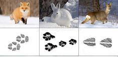 four different pictures of animals and their tracks in the snow, including an animal's paw prints