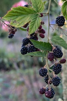 some blackberries hanging from a tree with green leaves