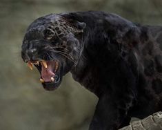 a black leopard with it's mouth open and its teeth wide open while standing on a rock