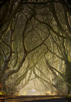 an image of a road that is surrounded by trees with fog in the air and sunlight coming through them