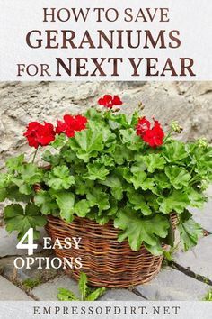 a basket full of geraniums with the text how to save geraniums for next year