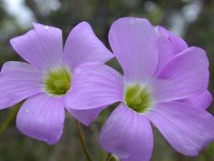 two purple flowers with green centers in front of trees