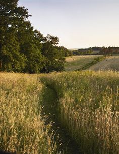 a path in the middle of a field with tall grass on both sides and trees to the side