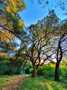 the sun is shining through the trees in the forest