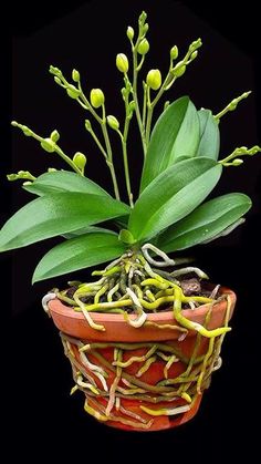 a potted plant with green leaves and yellow flowers in it on a black background