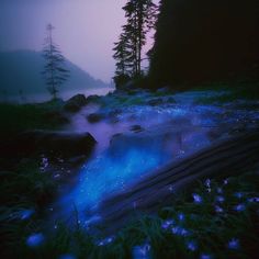 a stream flowing through a forest filled with lots of blue flowers next to tall pine trees