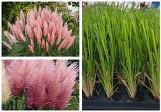 four different types of plants with pink and green foliages in the foreground, on each