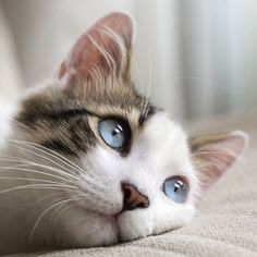 a close up of a cat laying on a couch with its eyes open and looking at the camera