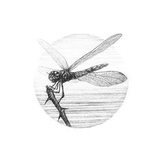 a black and white drawing of a dragonfly