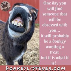 a goat with its mouth open and the words, one day you will find someone that will be obesed with you it will probably be a donkey wanting a treat but it is what it is