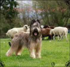 a dog standing in the middle of a field with many sheep behind it and trees in the background