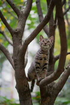 a cat sitting on top of a tree branch