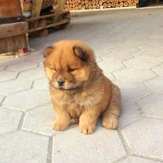 a small brown dog sitting on top of a stone floor